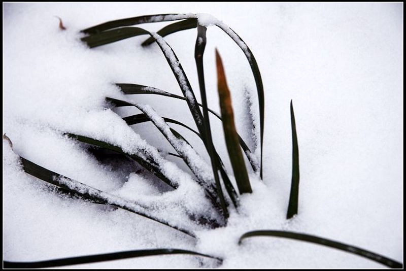 [原创]      初雪小景