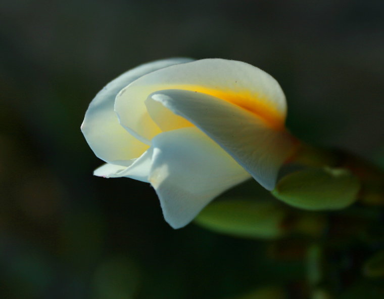 鸡蛋花