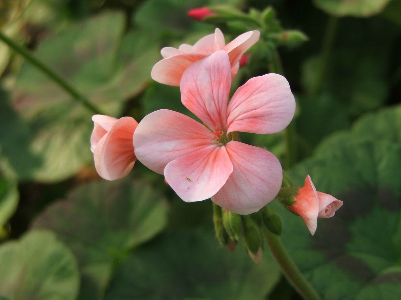 给大家送花了