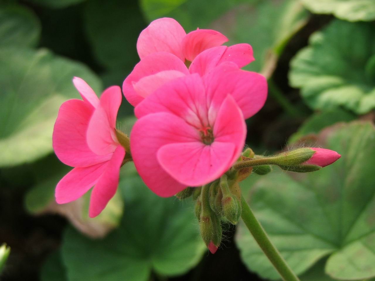 给大家送花了