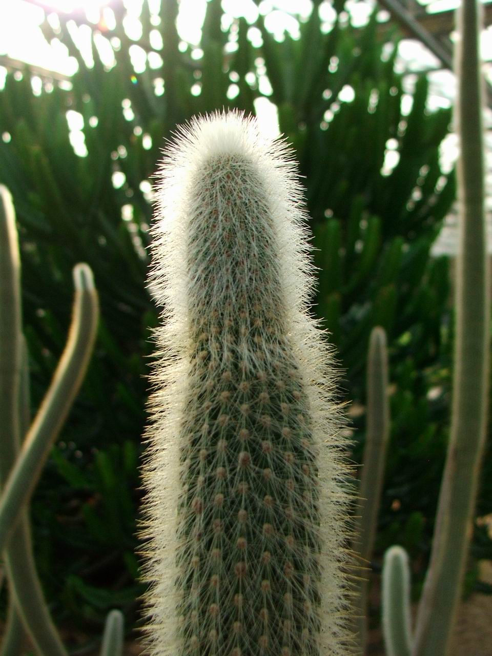 pVPh38po.jpg