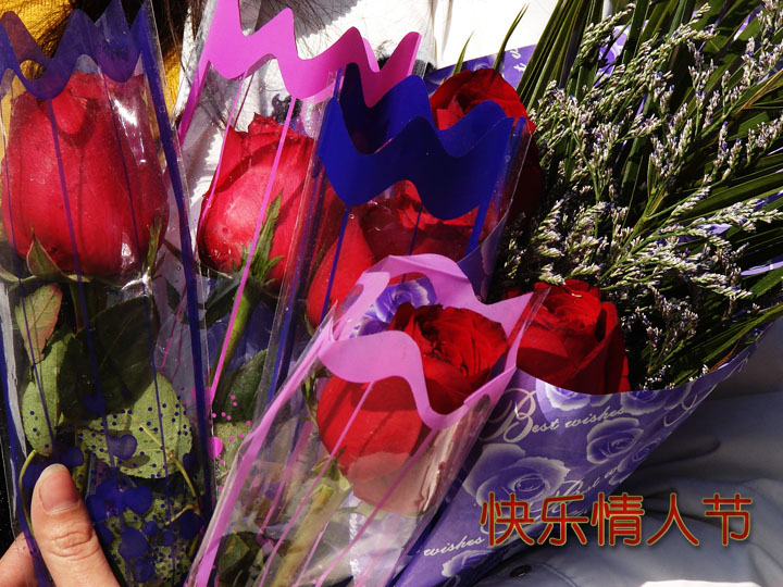 玫瑰，在今天绽放