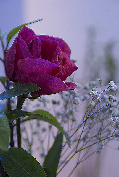 花儿，静静地开