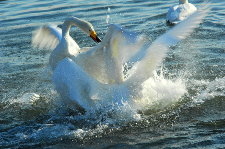 [原创]梦中家园