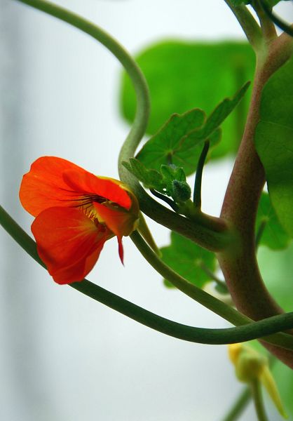 旱莲花