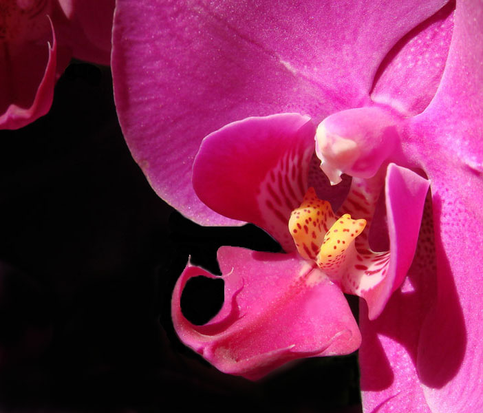 花语