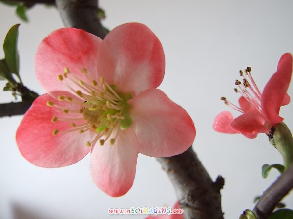 桃花儿