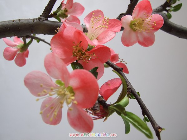 桃花儿