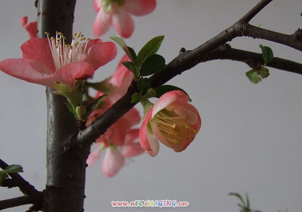 桃花儿