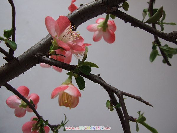 桃花儿