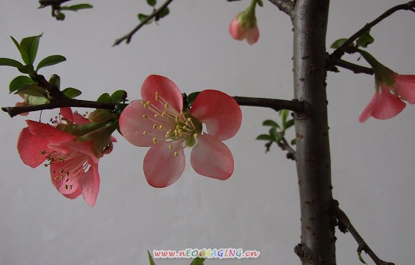 桃花儿