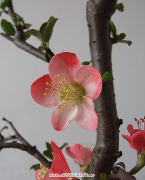 桃花儿