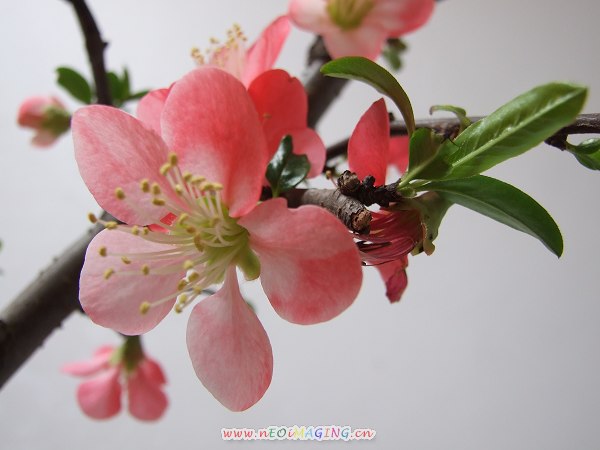 桃花儿