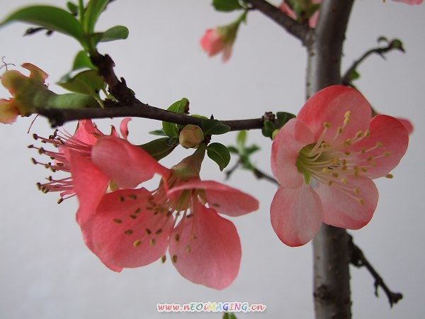 桃花儿