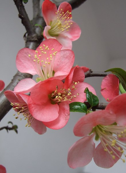 桃花儿
