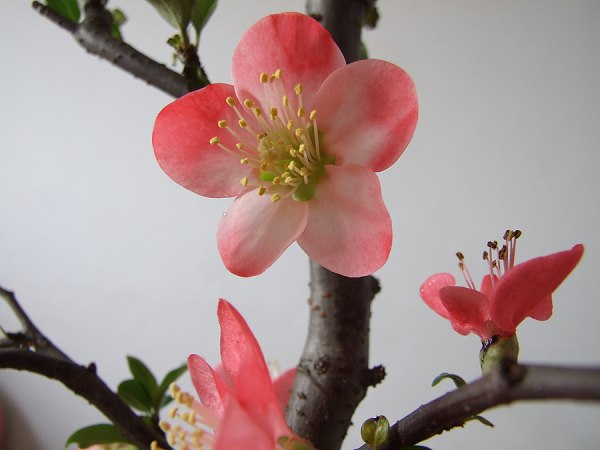 桃花儿