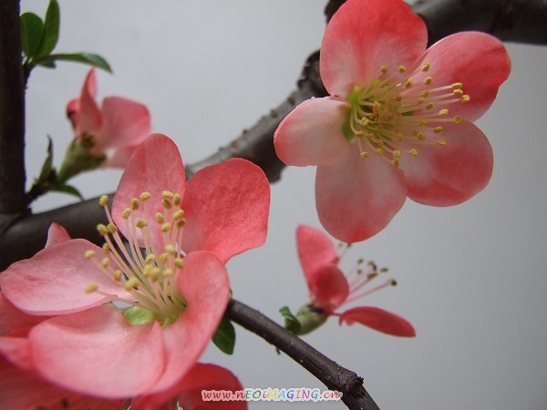 桃花儿