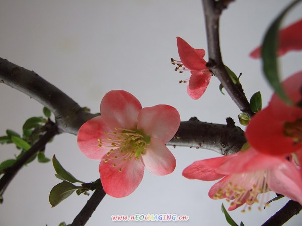 桃花儿