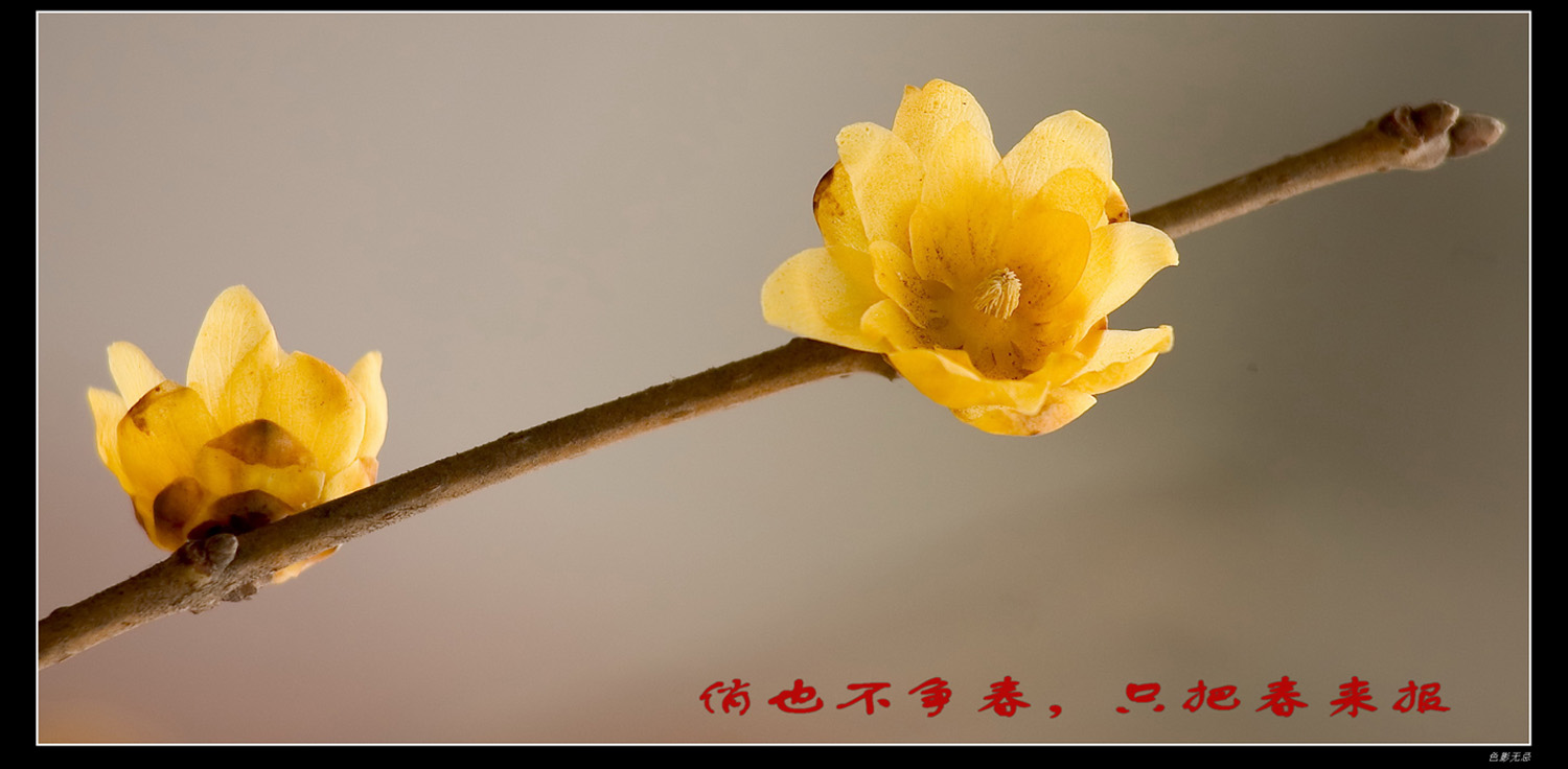 腊梅