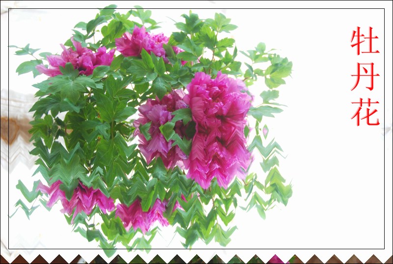 牡丹花