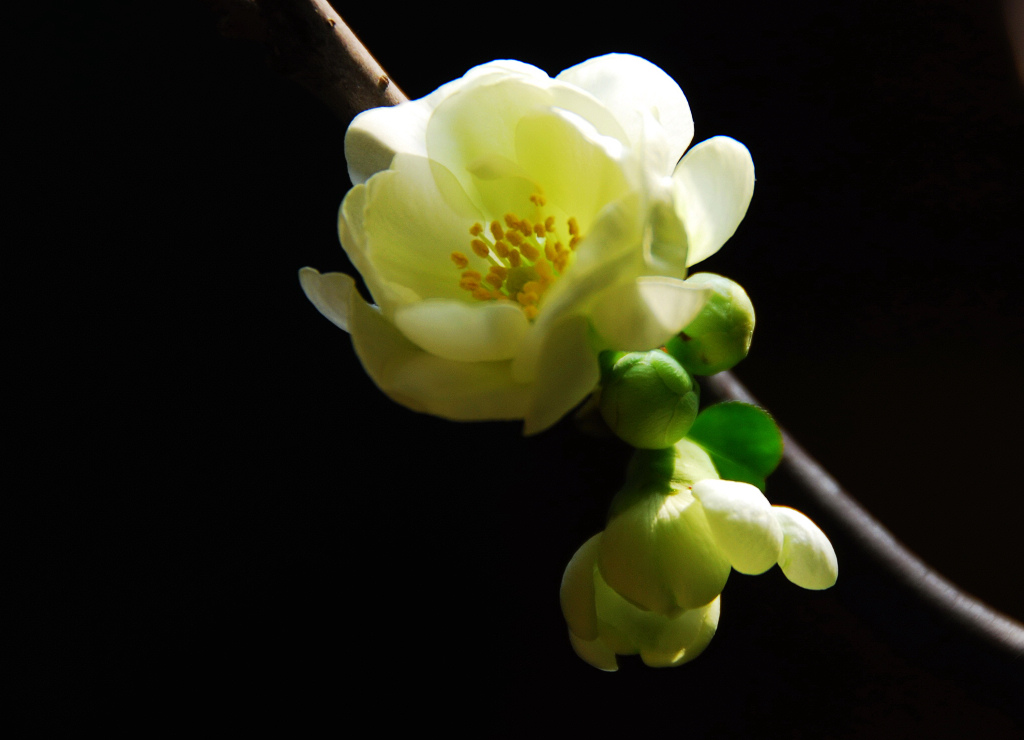 绿梅迎春