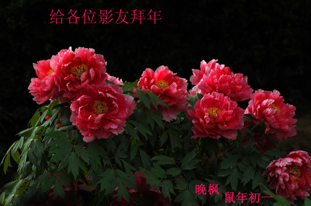[公告]给各位影友拜年