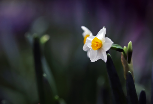 [原创]水仙花