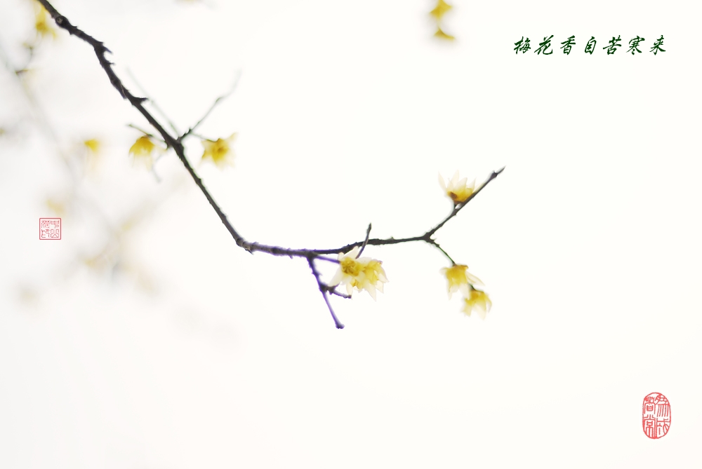 腊梅
