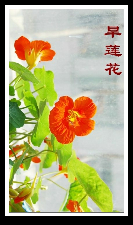 旱莲花