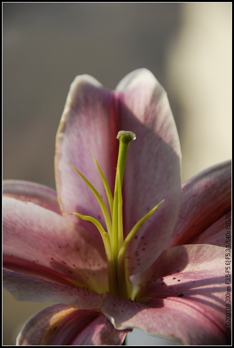俺家的小花