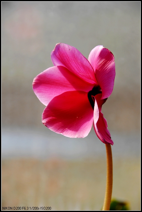 俺家的小花