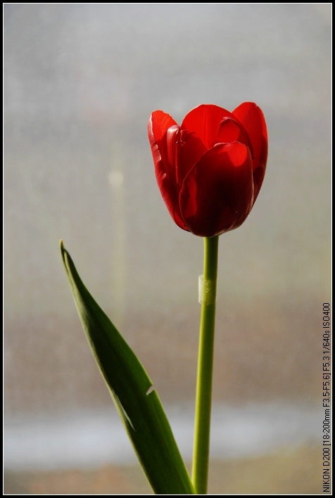 俺家的小花