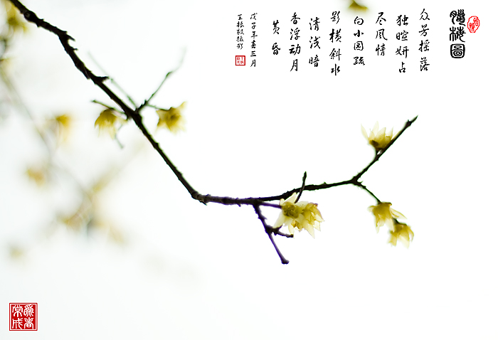 腊梅图