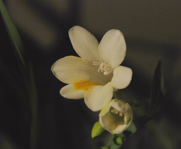 俺养的花