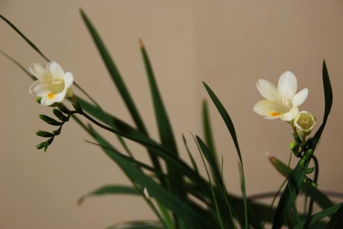 俺养的花