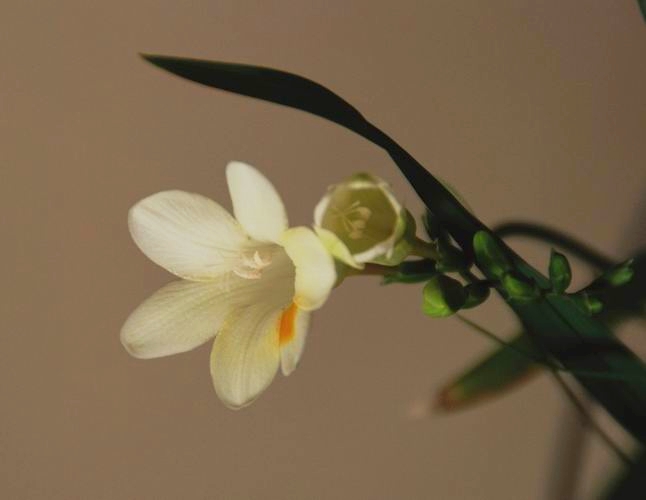 俺养的花