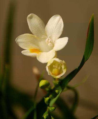 俺养的花