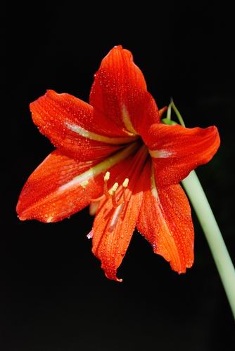 俺养的花