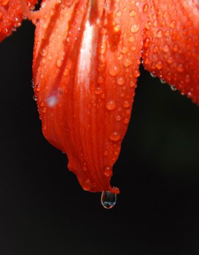 俺养的花