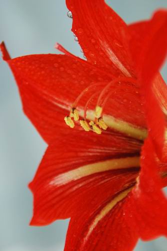 俺养的花