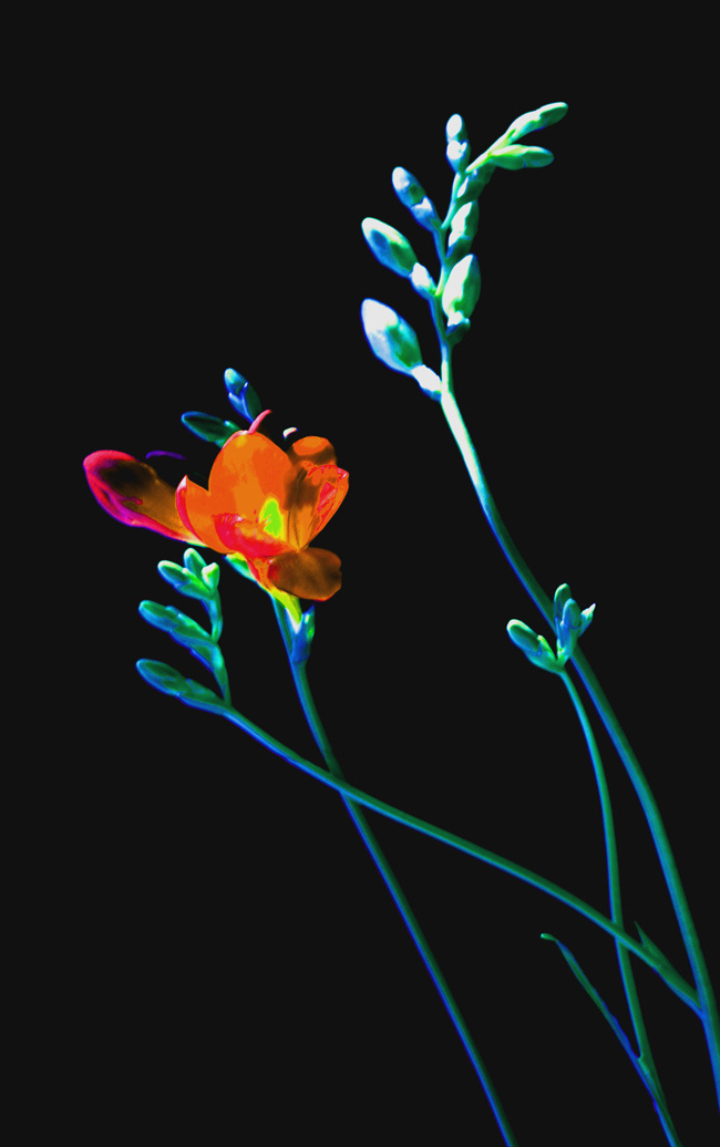 俺养的花