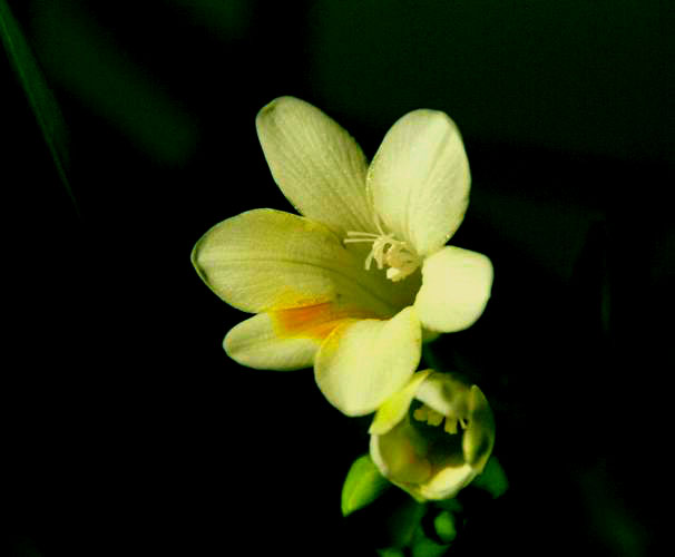 俺养的花
