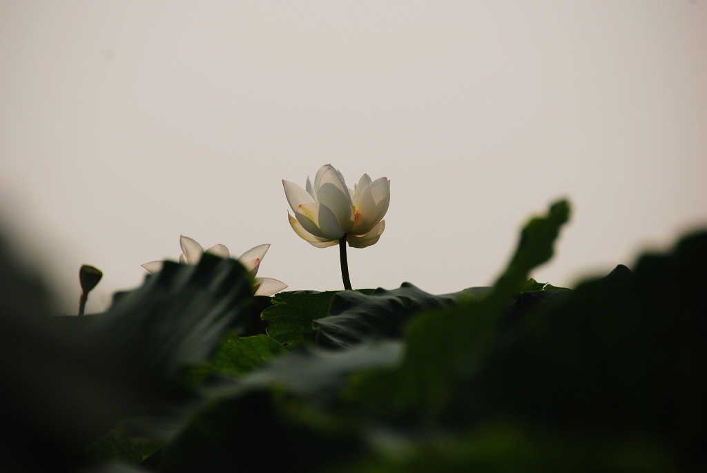 我这样拍荷