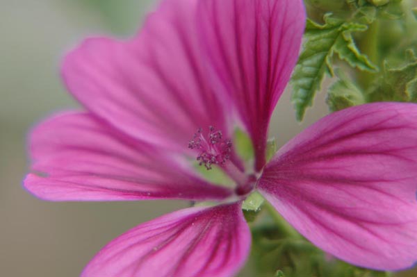 花草间