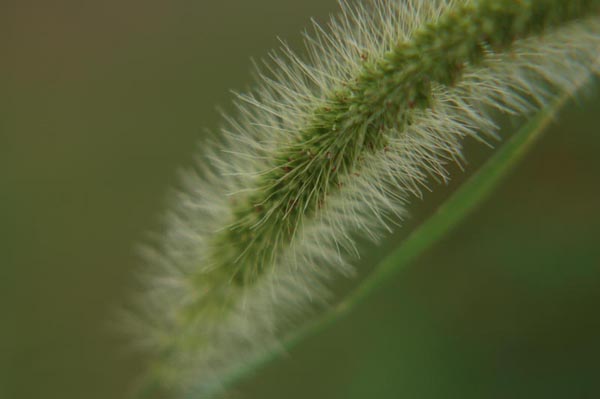 花草间