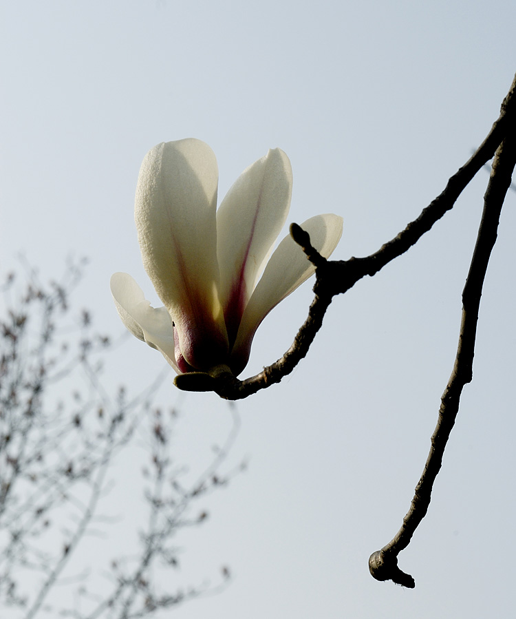 春拍玉兰