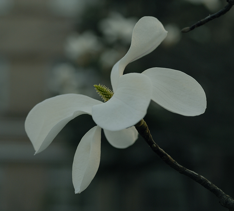 春拍玉兰