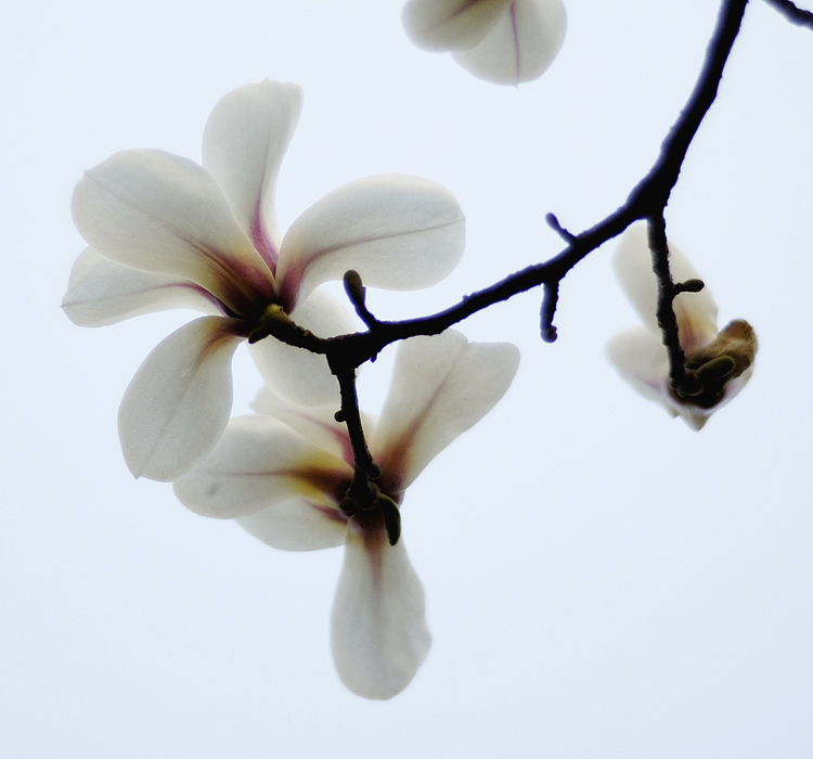 春拍玉兰