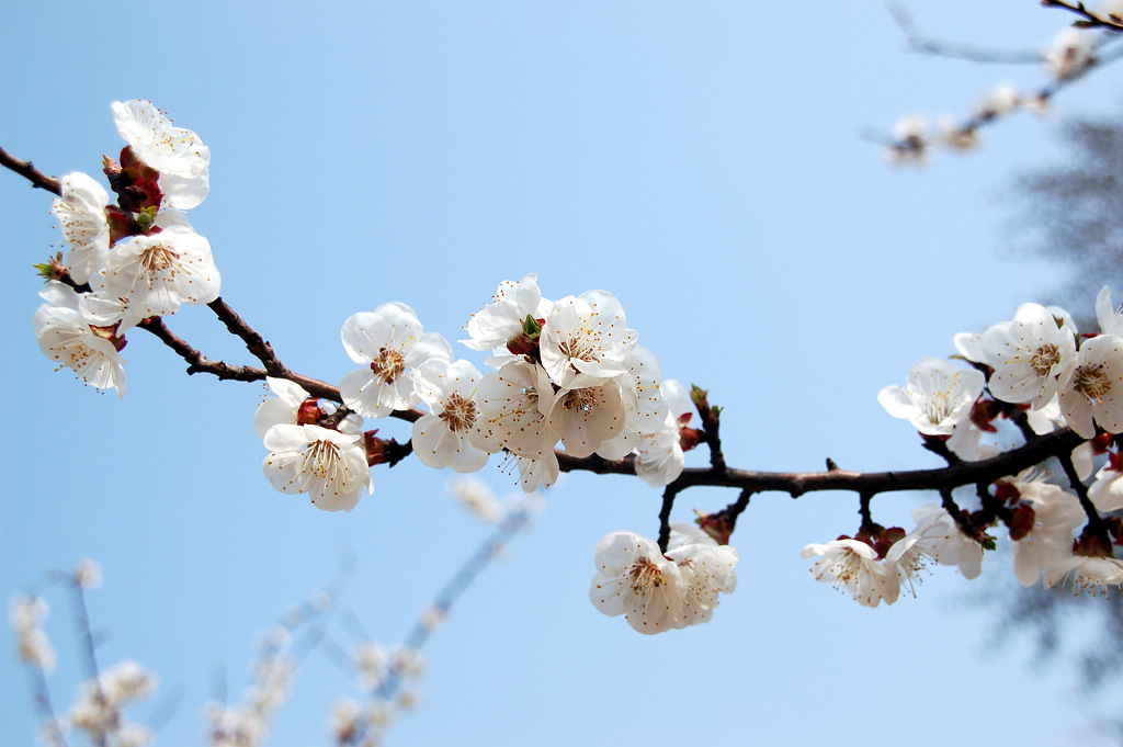 小花一组
