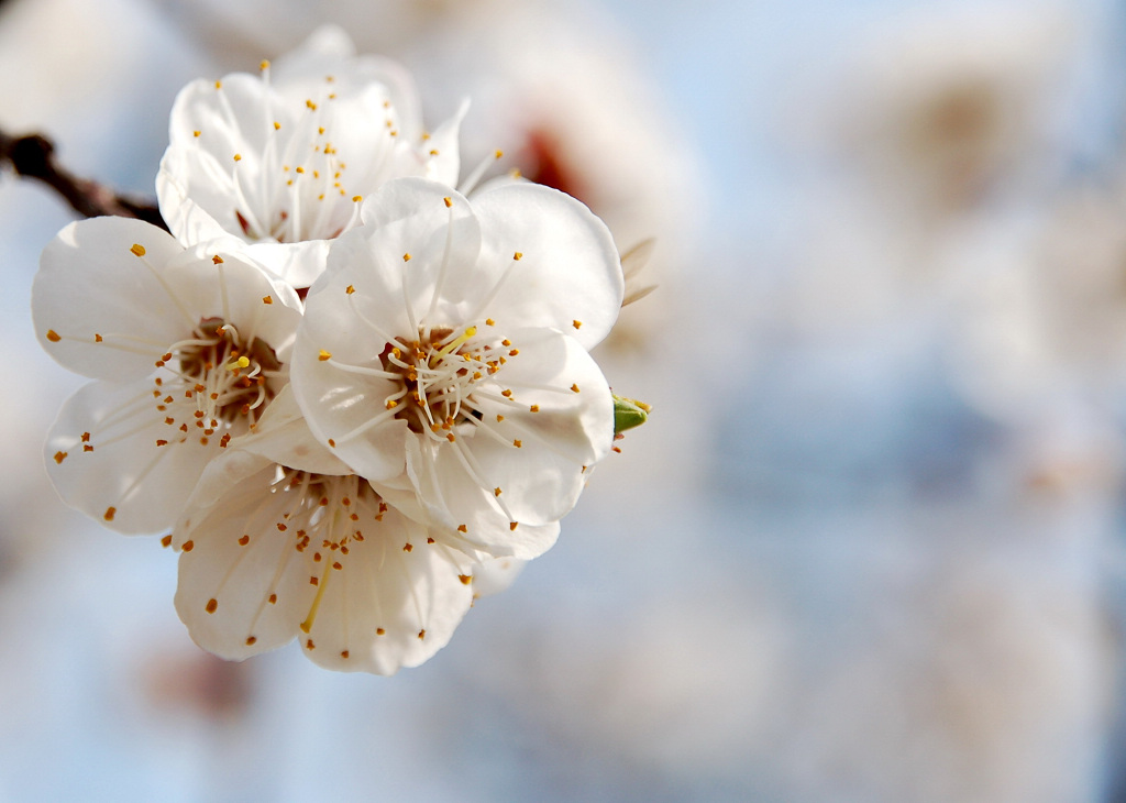 小花一组